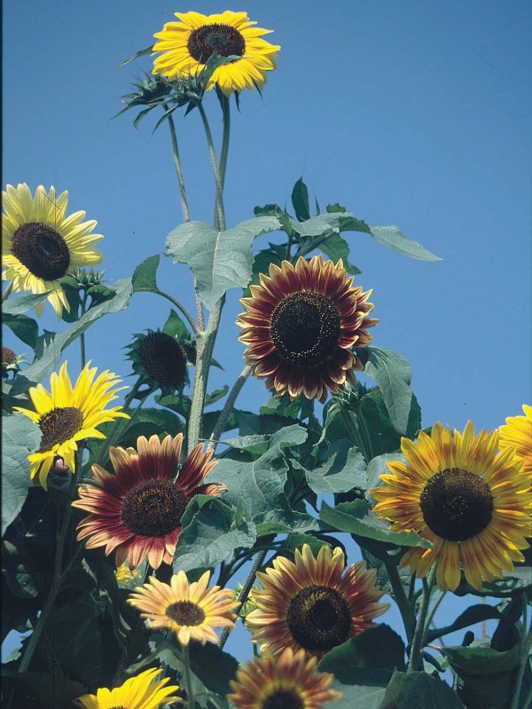 Sunflower mix