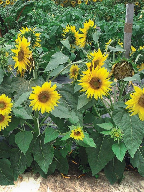 Sunflower Paccino