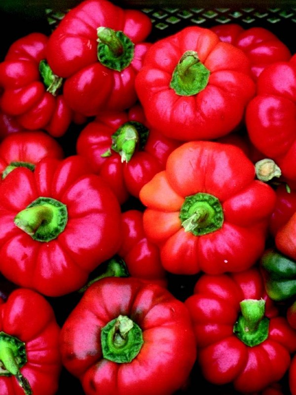 Tomato shaped pepper Red