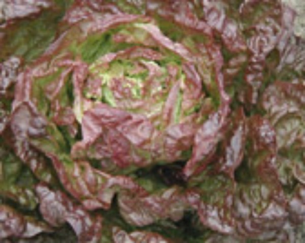 Lettuce Merveille des quatre saisons
