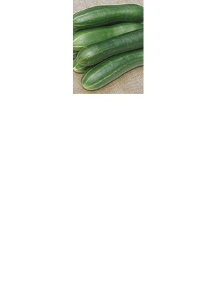 Cucumbers Qualitas