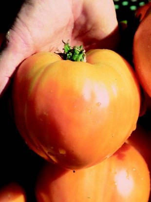 Tomato Cuor di bue orange