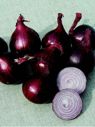 Onion bulbs Red baron