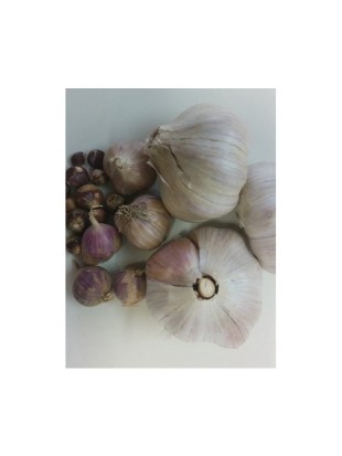 Garlic Anka (hardneck) - seeds