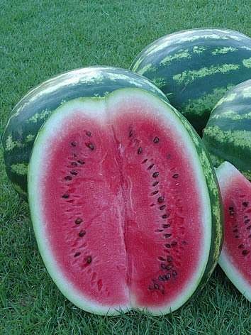 Watermelon Crimson sweet