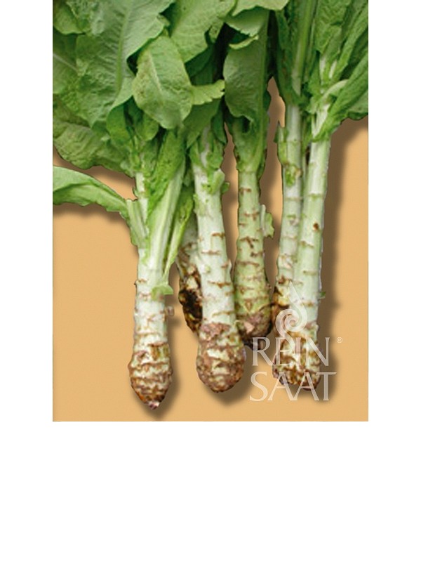 Asparagus lettuce 