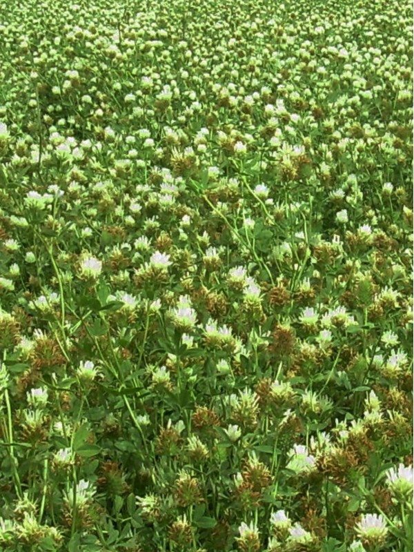 Alexandrine Clover (Trifolium Alexandrinum)