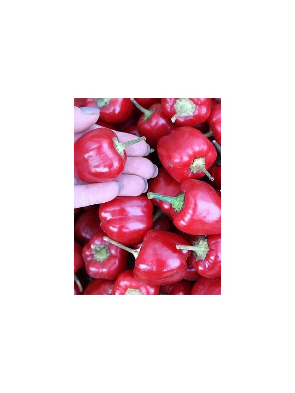 Tomato shaped pepper Merino