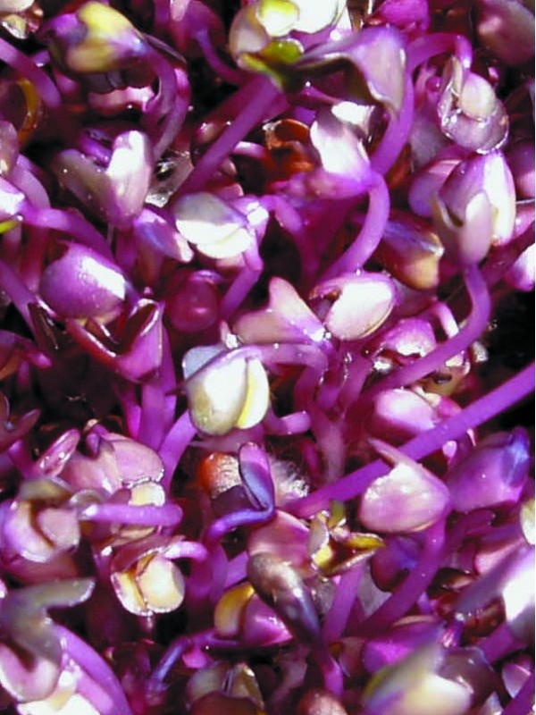 Organic red cabbage seeds for sprouting