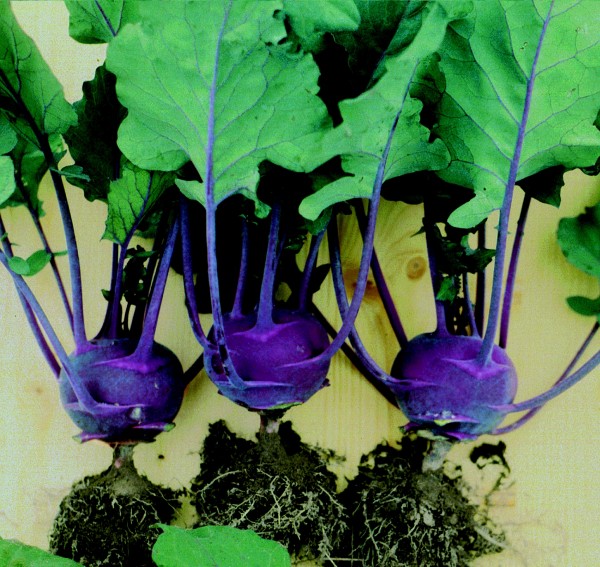 EKO SEME NADZEMNA KOLERABICA AZUR-STAR