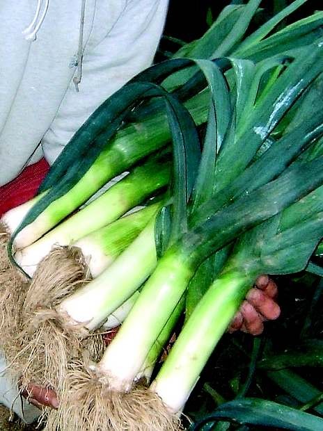 Leek Blaugruener winter (winter)