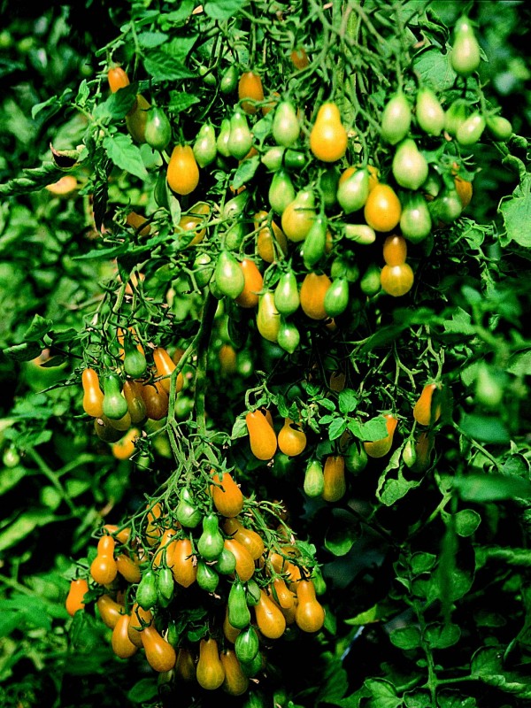 EKO SEME PARADIŽNIK DATTELWEIN