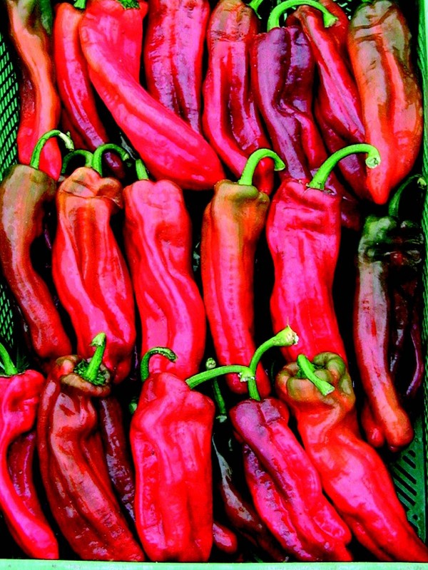 Pepper Dulce Italiano