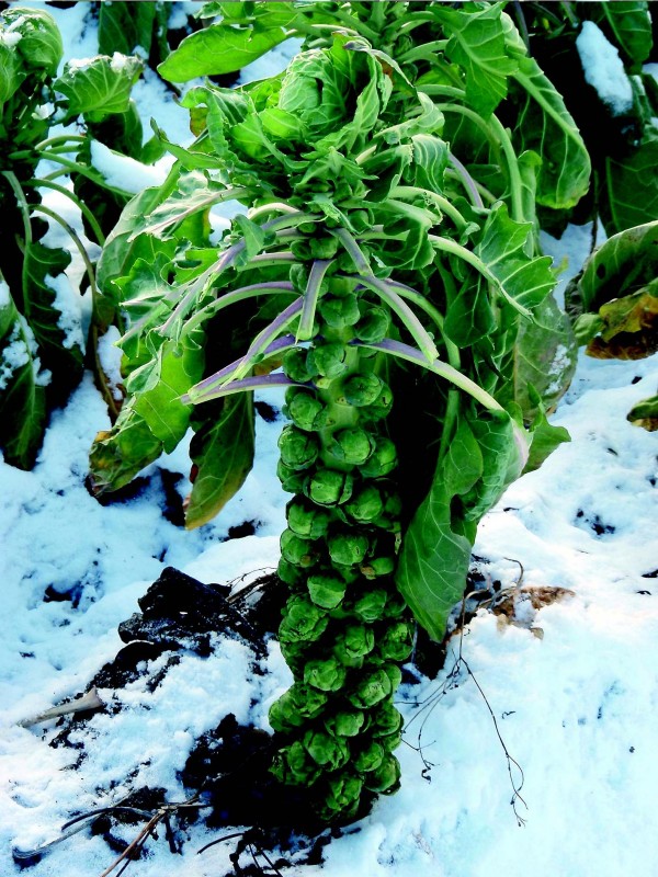 EKO SEME BRSTIČNI OHROVT GRONINGER