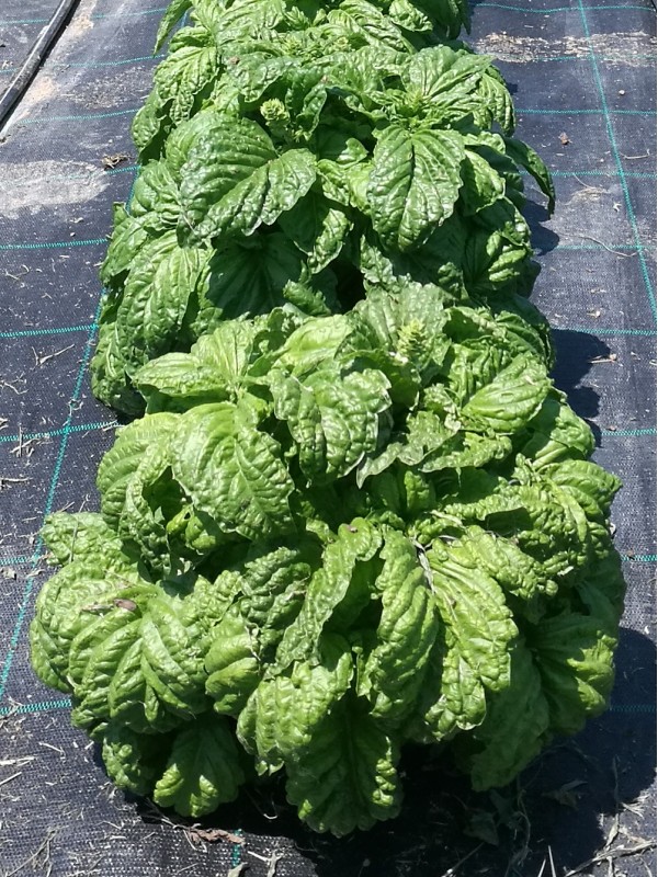 Basil A foglia di Lattuga