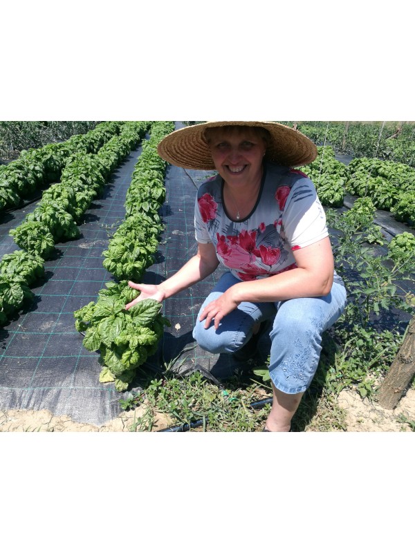 Basil A foglia di Lattuga