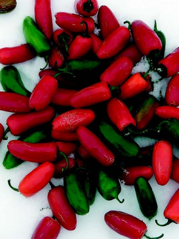 EKO SEME ČILI Jalapeno Ruben