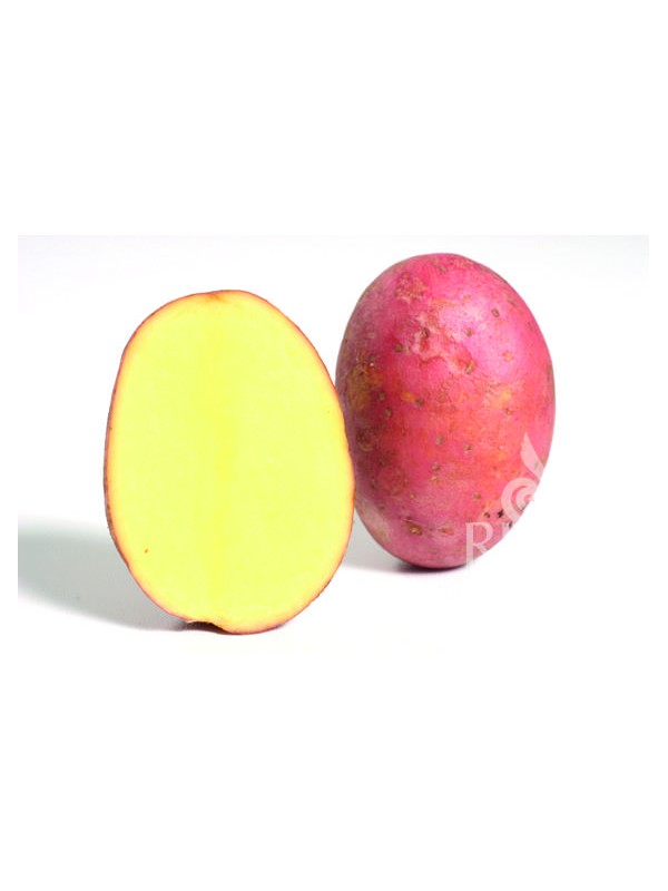 EKO SEMENSKI KROMPIR LAURA