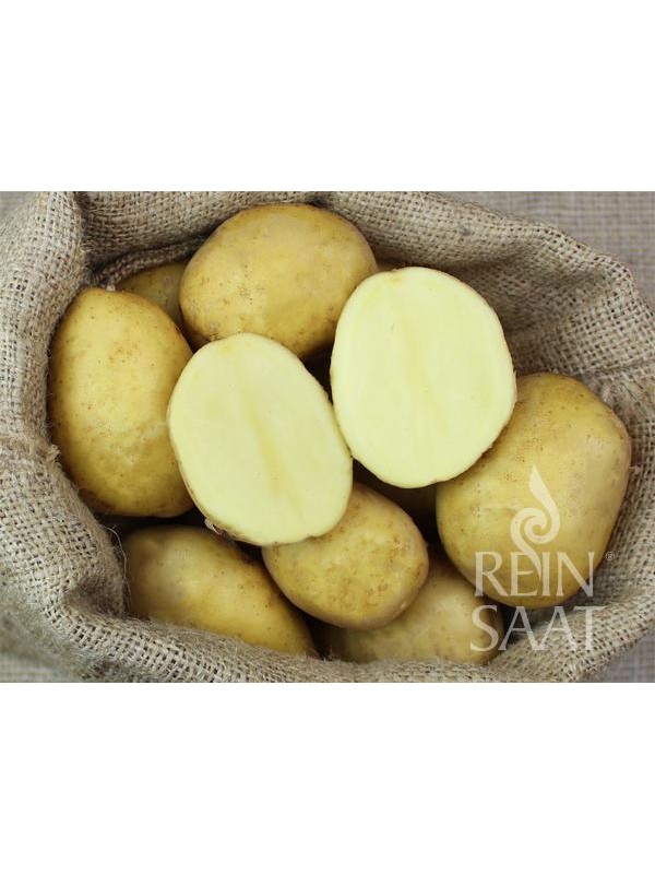 EKO SEMENSKI KROMPIR HEIDEMARIE