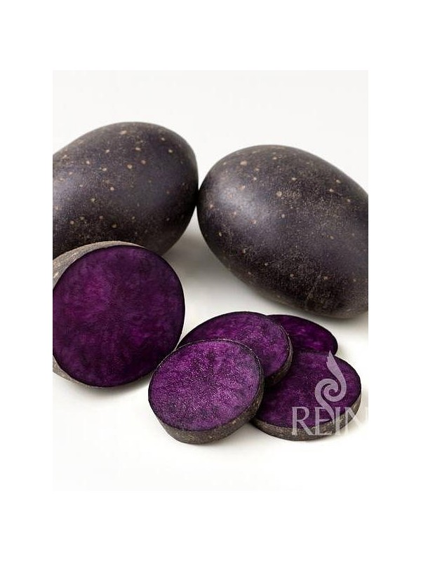 KROMPIR EKO SEMENSKI PURPLE RAIN