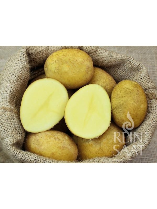 EKO SEMENSKI KROMPIR AGRIA