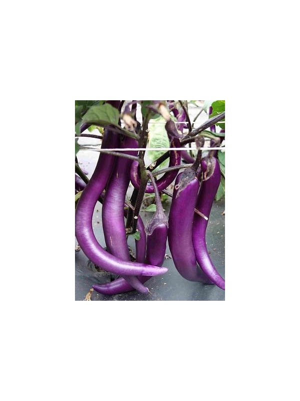 EKO SEME MALANCANI TARIM