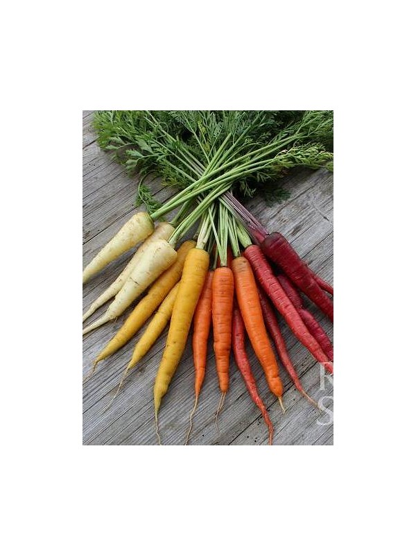 EKO SEME MEŠANICA KORENČKOV