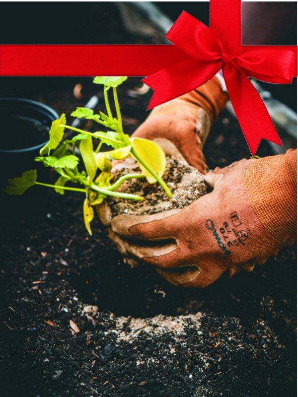 OSNOVNO ČLANSTVO - 3+1 gratis