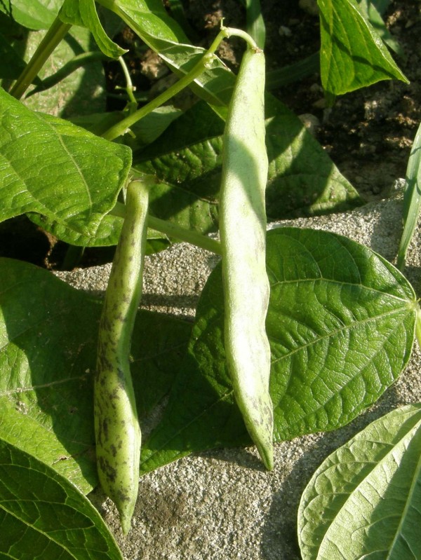 EKO SEME FIŽOL PREPELIČAR TOMAČEVSKI ZA STROČJE IN ZRNJE