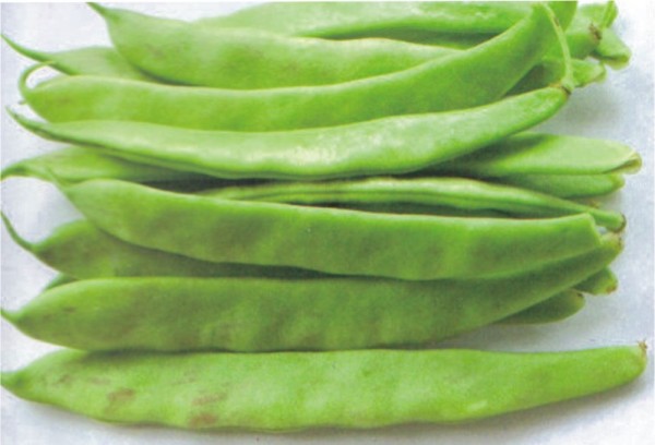 EKO SEME FIŽOL PREPELIČAR TOMAČEVSKI ZA STROČJE IN ZRNJE