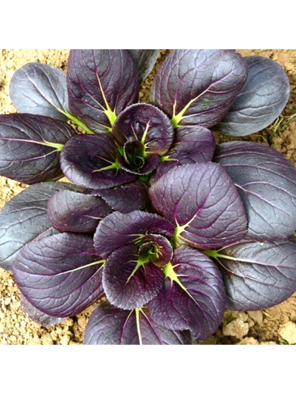 EKO SEME PAK CHOI RDEČ RED GOLEM  