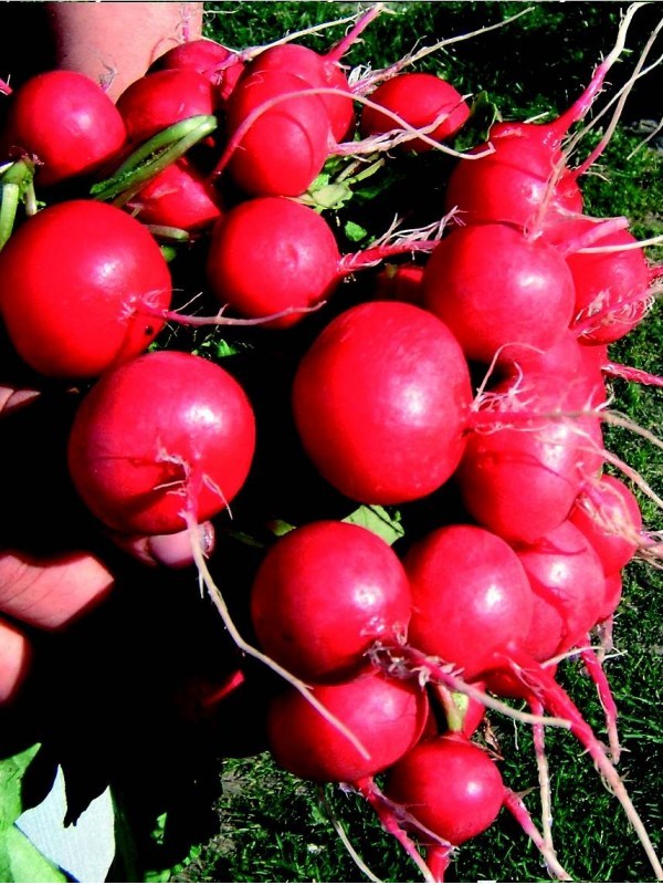 Radish Saxa
