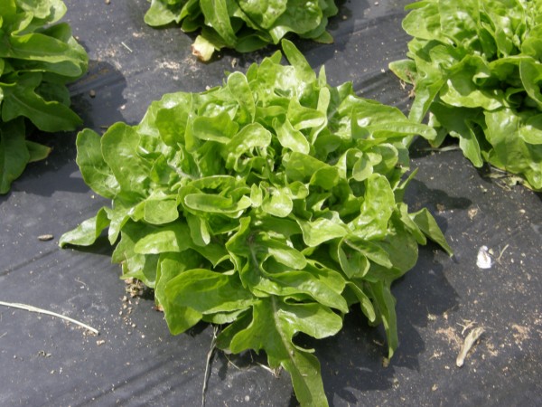 Lettuce Till