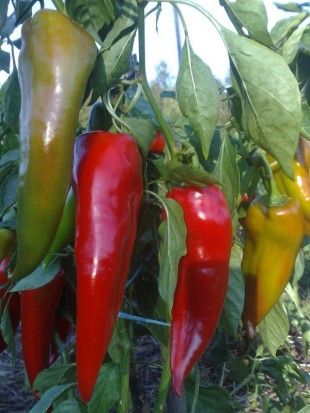 EKO SEME PAPRIKA CORNETTO