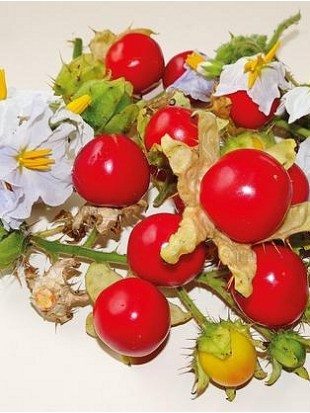 EKO SEME LIČI PARADIŽNIK