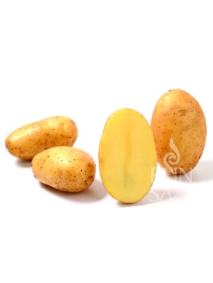 EKO SEMENSKI KROMPIR ANABELLE