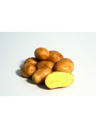 EKO SEMENSKI KROMPIR DITTA