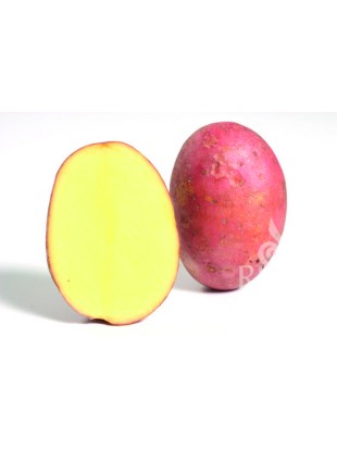 EKO SEMENSKI KROMPIR LAURA