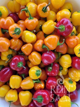 EKO SEME PAPRIKA MINI BELL TRIO