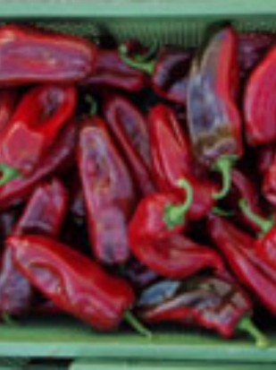 EKO SEME PAPRIKA CORNO ROSSO