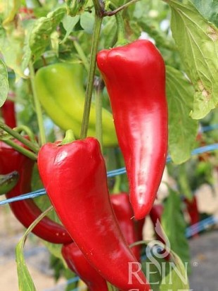 EKO SEME PAPRIKA KURTOVSKA KAPIYA 1619
