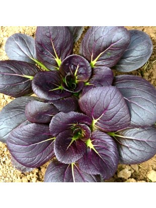 EKO SEME PAK CHOI RDEČ RED GOLEM  