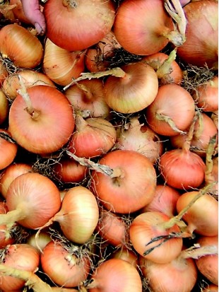 EKO SEME ČEBULA STUTTGARTER RIESEN