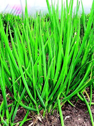 Bunching onion