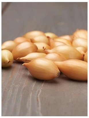 EKO ČEBULČEK ZIMSKI SHAKESPEARE - ZADNJI KOSI!