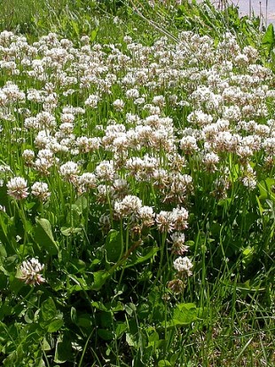 EKO SEME BELA DETELJA