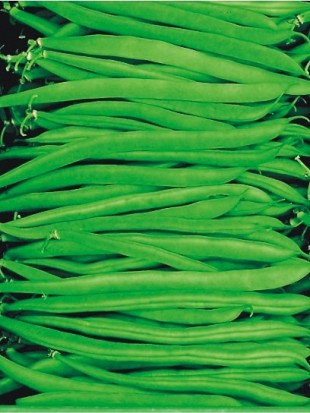 French bean Marona