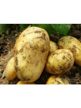 Potato KIS Kokra caliber 25-35