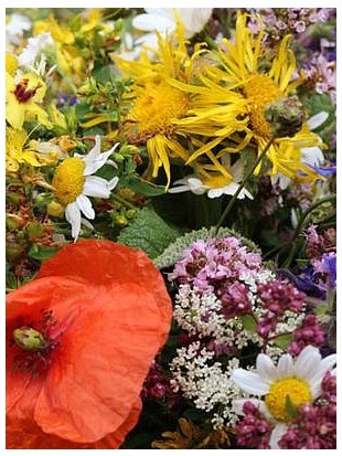 EKO SEME MEŠANICA TRAVNIŠKIH ROŽ