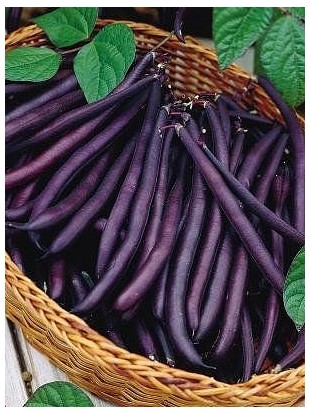 French bean Purple Queen